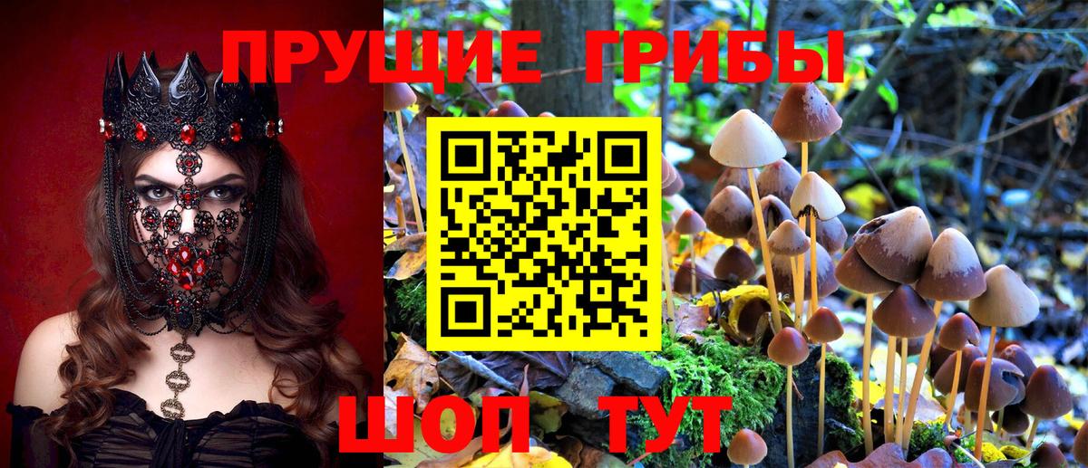 Шелехов  Галлюциногенные грибы Cubensis  Вход с VPN 